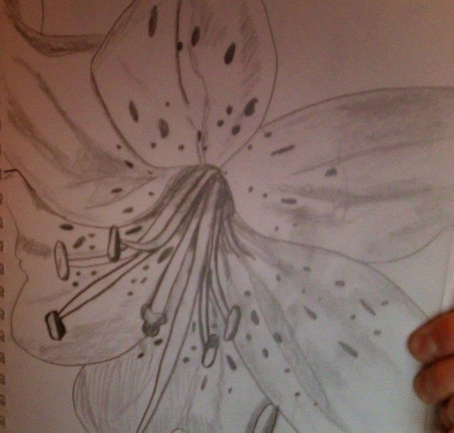 Sketch 030 — Graphite